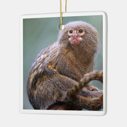 Pygmy Marmoset Ornament (Links)