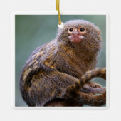 Pygmy Marmoset Ornament (Vorderseite)