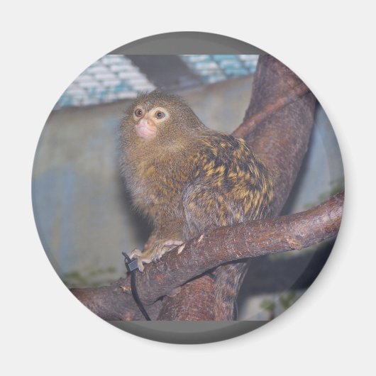 Pygmy Marmoset Portrait Magnet (Vorne)