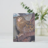 Pygmy Marmoset Portrait Postkarte (Stehend Vorderseite)