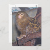 Pygmy Marmoset Portrait Postkarte (Vorne/Hinten)