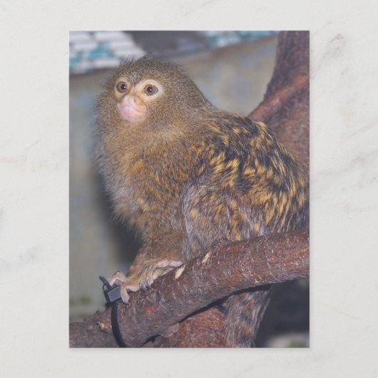 Pygmy Marmoset Portrait Postkarte (Vorderseite)