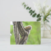 Pygmy Marmoset Postkarte (Stehend Vorderseite)