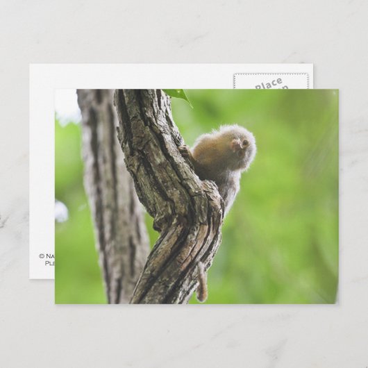 Pygmy Marmoset Postkarte (Vorne/Hinten)