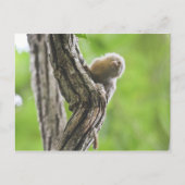 Pygmy Marmoset Postkarte (Vorderseite)