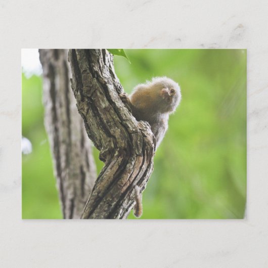 Pygmy Marmoset Postkarte (Vorderseite)