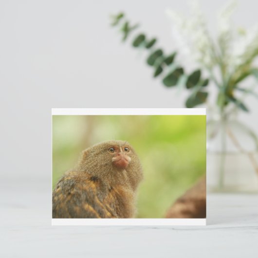 Pygmy Marmosets Postkarte (Stehend Vorderseite)