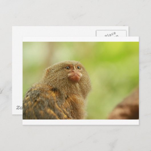 Pygmy Marmosets Postkarte (Vorne/Hinten)