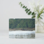 Pygmy Paddle Postkarte (Stehend Vorderseite)