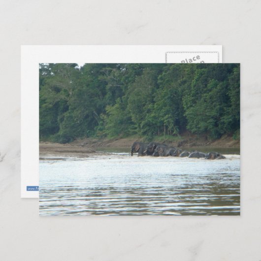 Pygmy Paddle Postkarte (Vorne/Hinten)