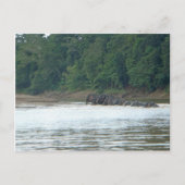 Pygmy Paddle Postkarte (Vorderseite)