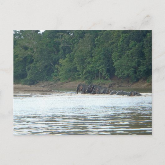 Pygmy Paddle Postkarte (Vorderseite)