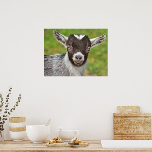 Pygmy Pet Goat Kid Poster (Küche)