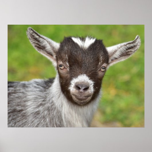 Pygmy Pet Goat Kid Poster (Vorne)