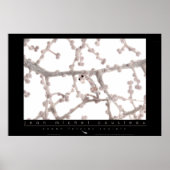 Pygmy Seepferd Poster (Vorne)