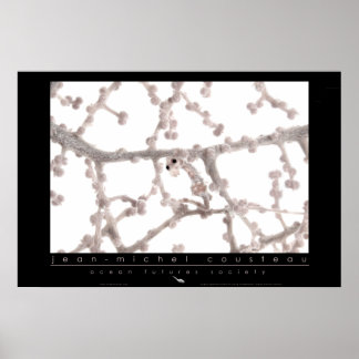 Pygmy Seepferd Poster