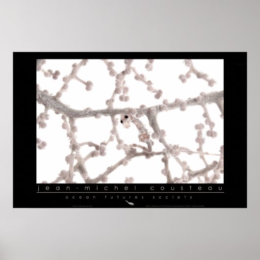 Pygmy Seepferd Poster (Vorne)