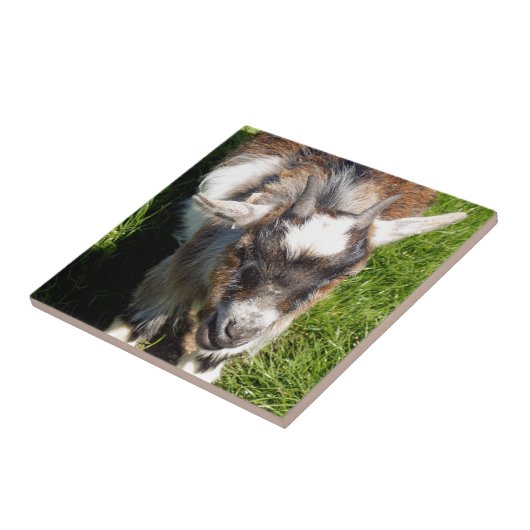 PYGMY ZIAT FLIESE (Seite)