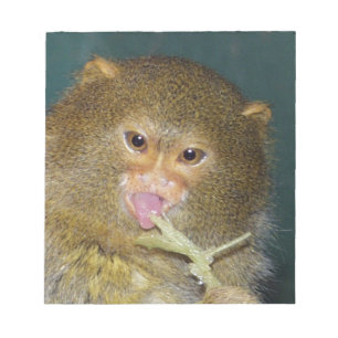 Pygmymarmoset10x10 Notizblock