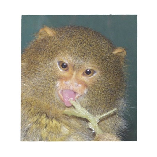 Pygmymarmoset10x10 Notizblock (Vorderseite)