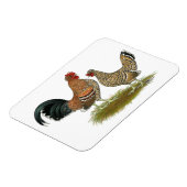 Pyncheon Bantams Magnet (Linke Seite)