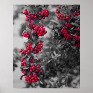Pyracantha-Beeren-Wandkunstposter Poster