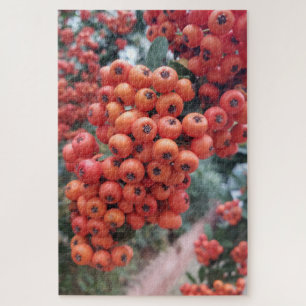 Pyracantha Coccinea - Feuerlöscher Puzzle