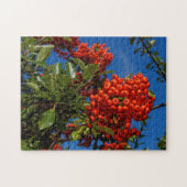 Pyracantha Coccinea / Scarlet Firethorn Puzzle (Horizontal)