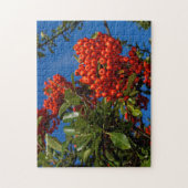 Pyracantha Coccinea / Scarlet Firethorn Puzzle (Vertikal)