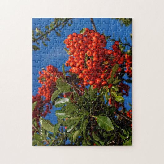 Pyracantha Coccinea / Scarlet Firethorn Puzzle (Vertikal)