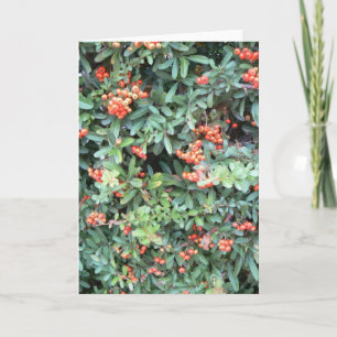 Pyracantha Pflanze auf Grußkarte Karte