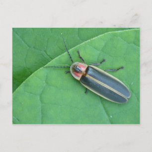 Pyralis Firefly Postcard. Postkarte