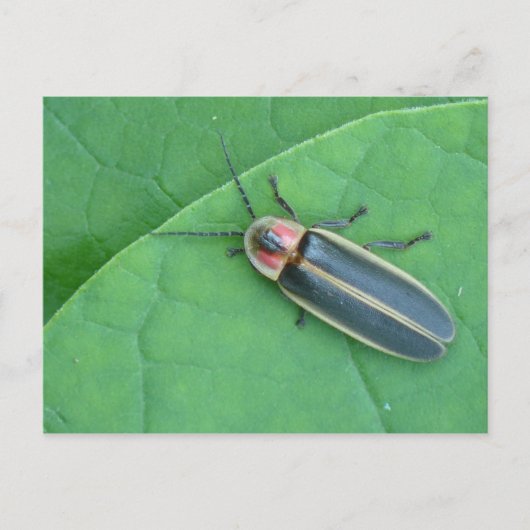 Pyralis Firefly Postcard. Postkarte (Vorderseite)