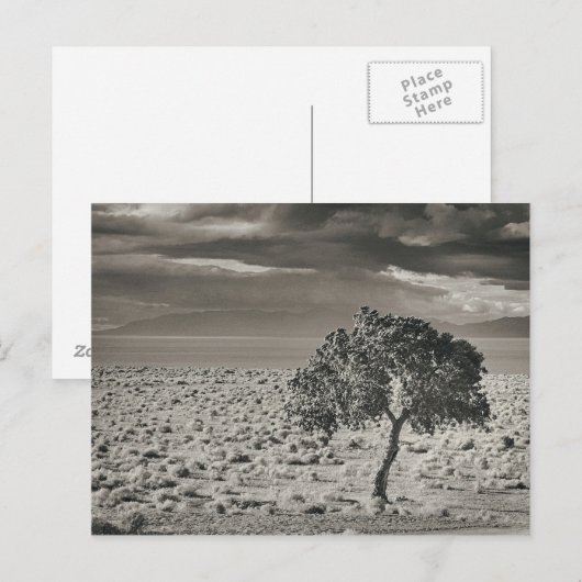 Pyramid Lake, Nevada Postkarte (Vorne/Hinten)