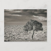 Pyramid Lake, Nevada Postkarte (Vorderseite)