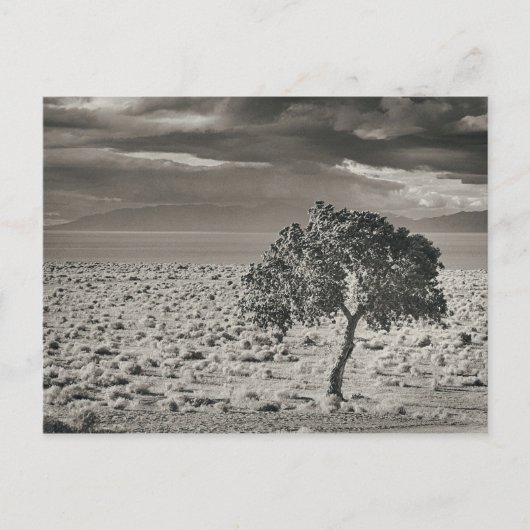 Pyramid Lake, Nevada Postkarte (Vorderseite)