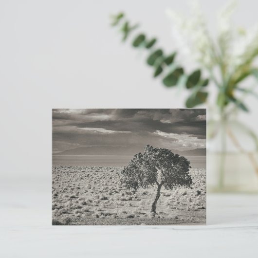 Pyramid Lake, Nevada Postkarte (Stehend Vorderseite)