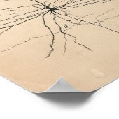 Pyramida Neuron Zeichnend von Santiago Ramón Y Caj Poster (Ecke)