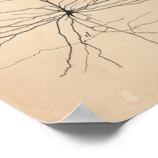 Pyramida Neuron Zeichnend von Santiago Ramón Y Caj Poster (Ecke)
