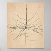 Pyramida Neuron Zeichnend von Santiago Ramón Y Caj Poster (Vorne)