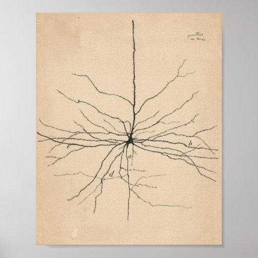 Pyramida Neuron Zeichnend von Santiago Ramón Y Caj Poster (Vorne)