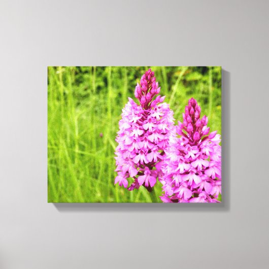 Pyramidal Orchid Canvas Print Leinwanddruck (Vorderseite)