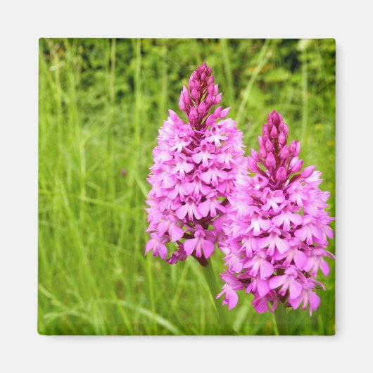 Pyramidal Orchid Magnet (Vorne)