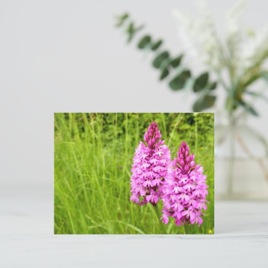 Pyramidal Orchid Postkarte (Stehend Vorderseite)