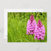 Pyramidal Orchid Postkarte (Vorne/Hinten)