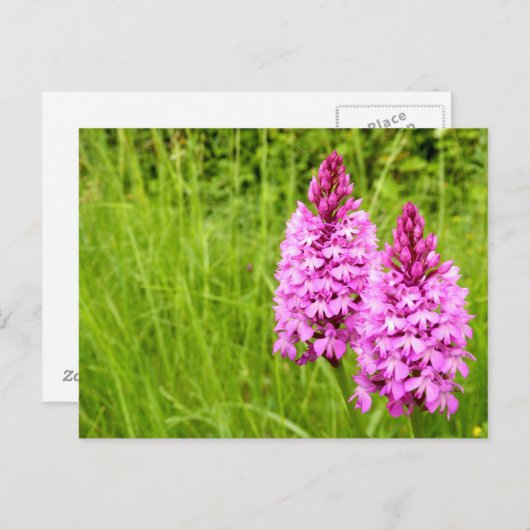 Pyramidal Orchid Postkarte (Vorne/Hinten)