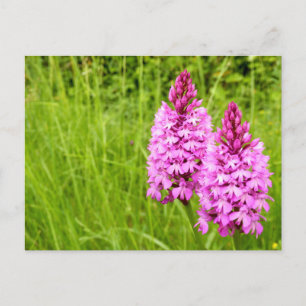 Pyramidal Orchid Postkarte
