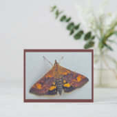 Pyrausta orphisalis Snout Nose Moth Postcard Postkarte (Stehend Vorderseite)