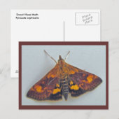 Pyrausta orphisalis Snout Nose Moth Postcard Postkarte (Vorne/Hinten)