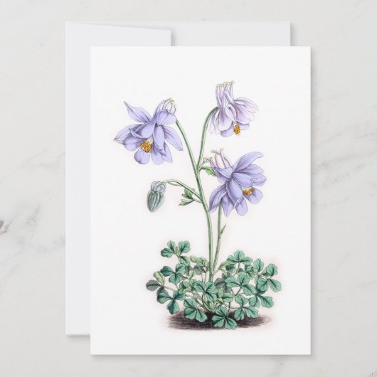 Pyrenäen Columbine - Aquilegia pyrenaica (Vorderseite)